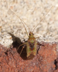 Phytocoris tibialis