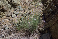 Erigeron breweri porphyreticus
