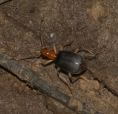 Brachinus adustipennis