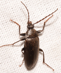 Capnochroa fuliginosa