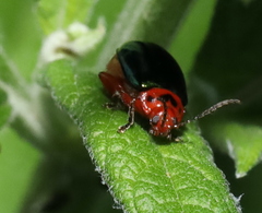 Kuschelina gibbitarsa