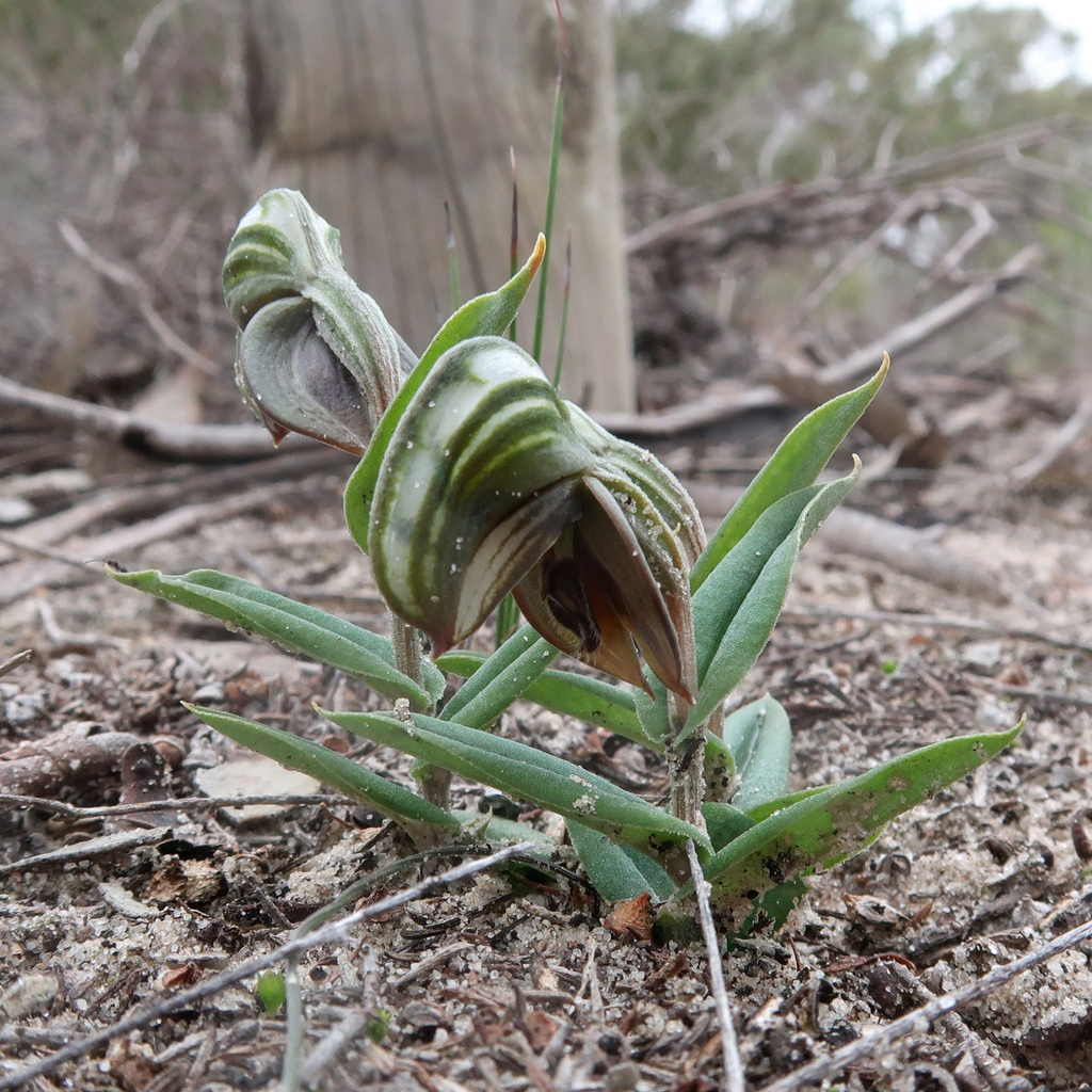 Pterostylis sanguinea