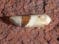 Norvellina seminuda