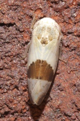 Norvellina seminuda