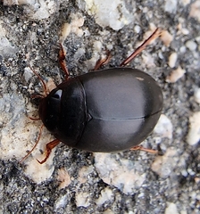 Agabini