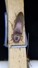 Diplostethus texanus
