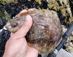 Citharichthys sordidus