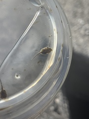 Osteopilus septentrionalis