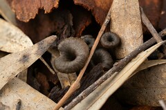 Craterellus australis