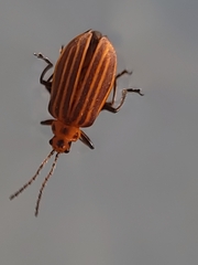 Neolochmaea dilatipennis