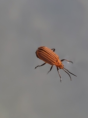 Neolochmaea dilatipennis