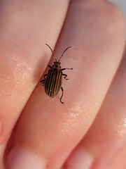 Neolochmaea dilatipennis