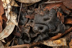 Craterellus australis