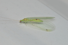 Leucochrysa insularis