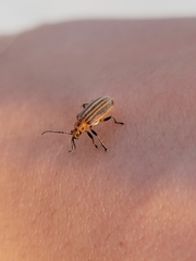 Neolochmaea dilatipennis