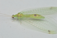 Leucochrysa insularis