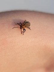 Neolochmaea dilatipennis