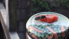 Dolichovespula media