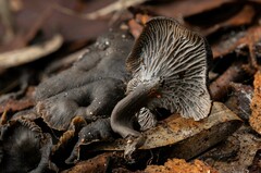 Craterellus australis
