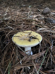 Amanita toxica