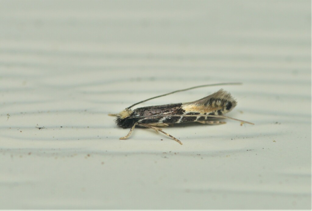 Augolychna