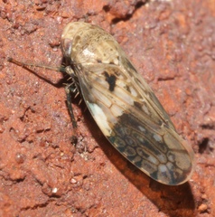 Menosoma cinctum