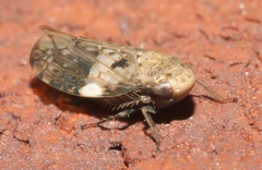 Menosoma cinctum