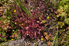 Erythranthe alsinoides