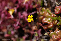 Erythranthe alsinoides