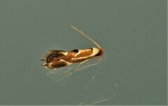 Philonome clemensella