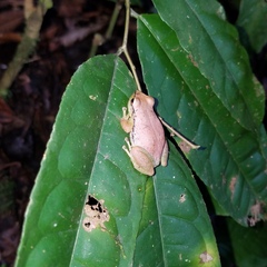 Pristimantis omeviridis