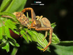 Runcinioides litteratus