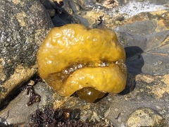 Ectocarpales