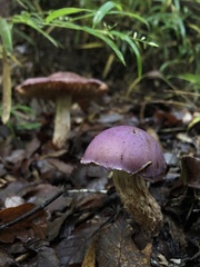 Cortinarius lebre