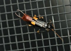 Marava arachidis