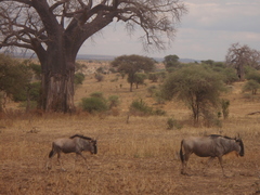 Connochaetes taurinus albojubatus