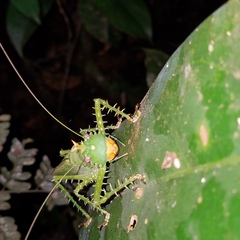 Panacanthus cuspidatus