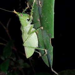 Panacanthus cuspidatus