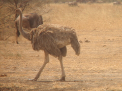 Struthio camelus massaicus