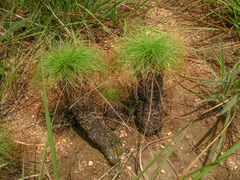Bulbostylis paradoxa