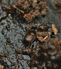 Stelidota geminata