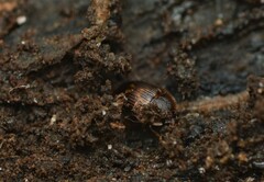 Stelidota geminata