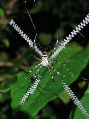 Argiope caledonia