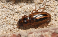 Stenolophus binotatus