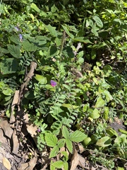 Rubus ursinus macropetalus