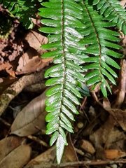 Pellaea falcata