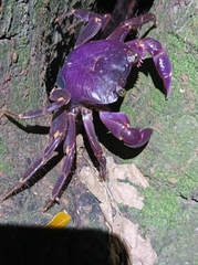 Geograpsus grayi