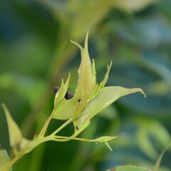 Hemibela