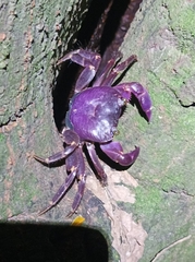 Geograpsus grayi