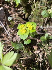 Chrysosplenium alternifolium
